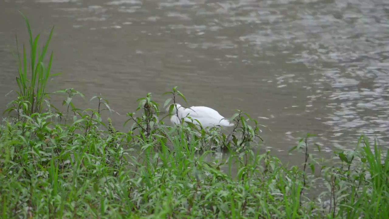 成都锦江河流生态水域觅食的白鹤视频素材