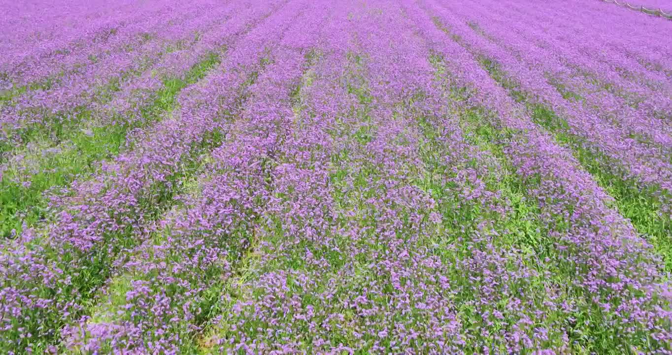 紫色薰衣草花海航拍视频素材