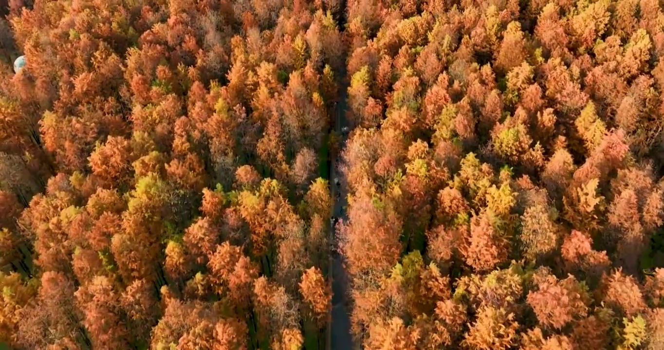 红杉森林秋季风景视频素材