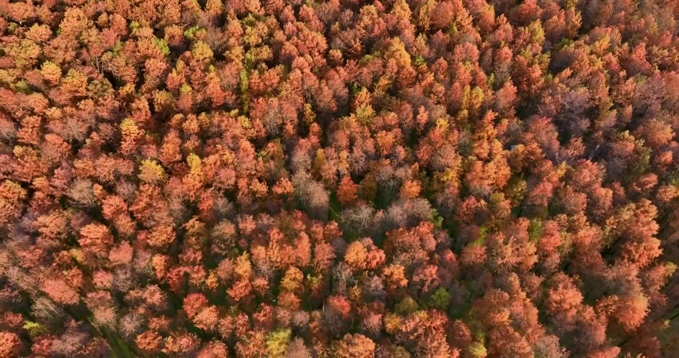 红杉森林秋季风景视频素材