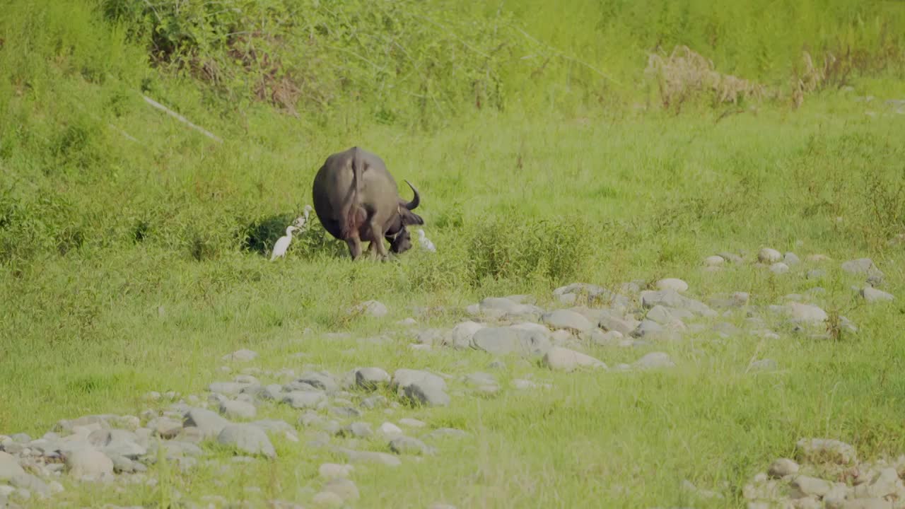 河边草地上的水牛和牛背鹭视频下载