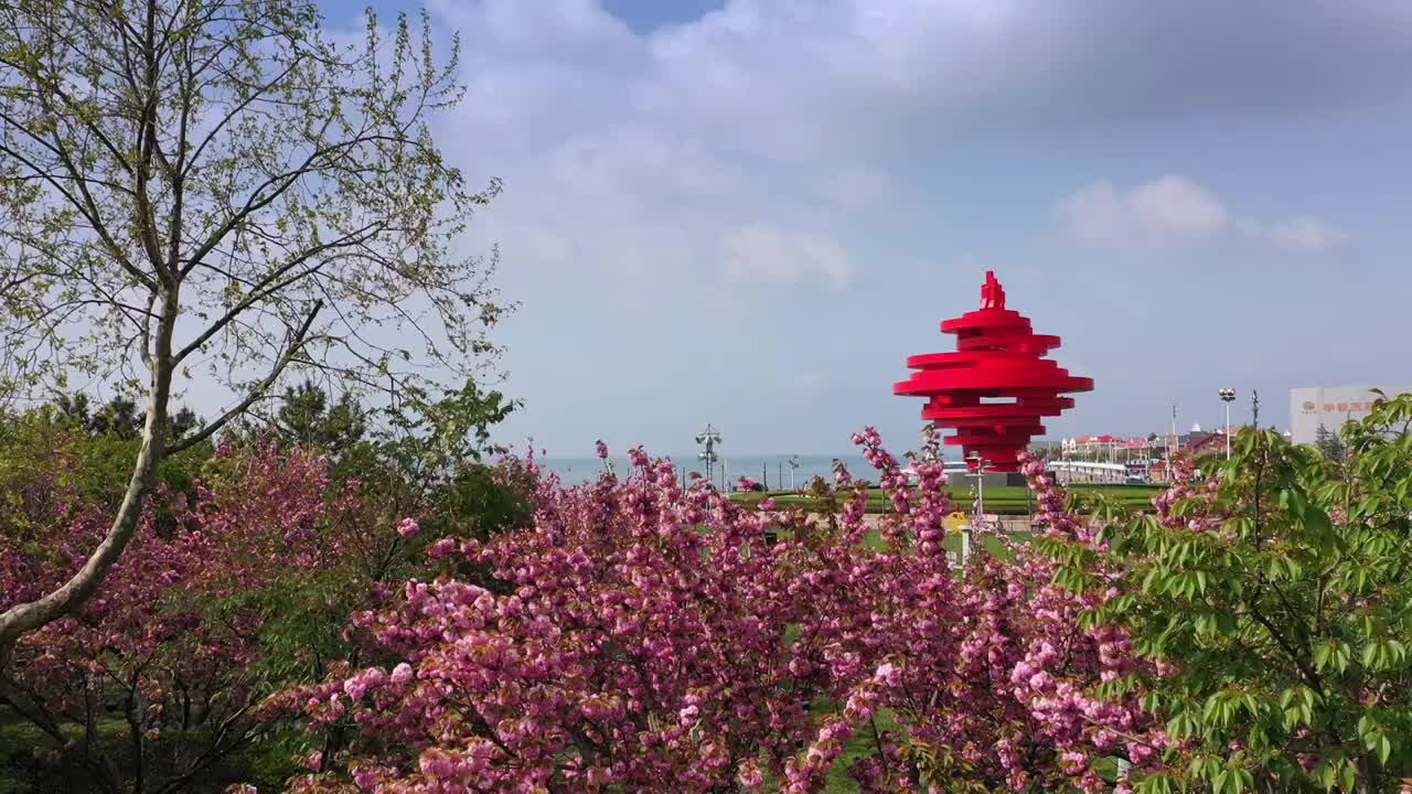 青岛五四广场春天樱花季视频素材