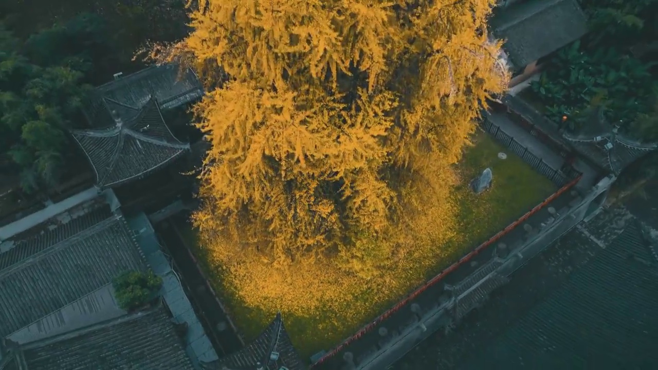 西安古禅音寺千年银杏航拍视频素材