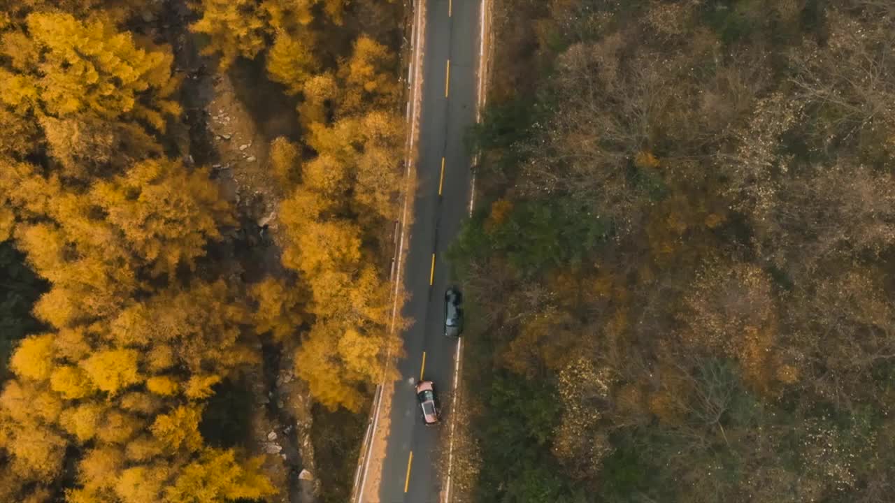 秦岭分水岭冷杉林航拍视频素材