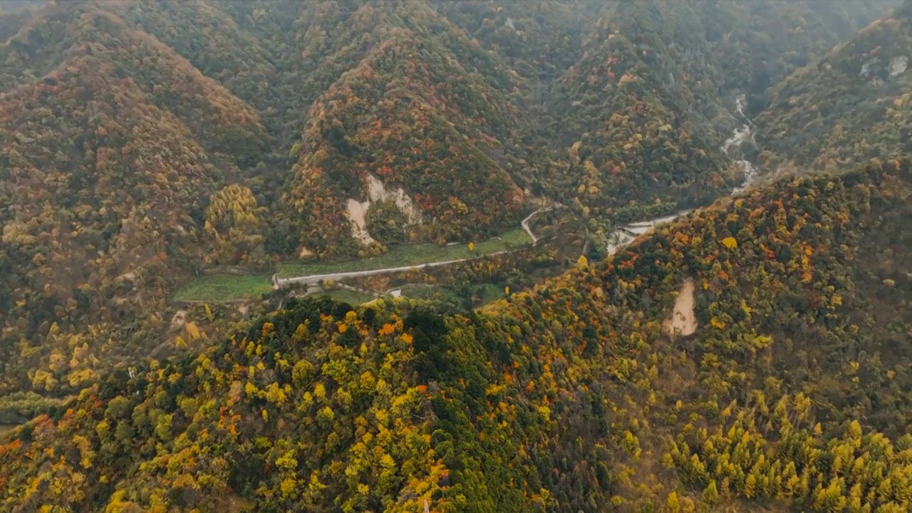 秦岭分水岭冷杉林航拍视频素材