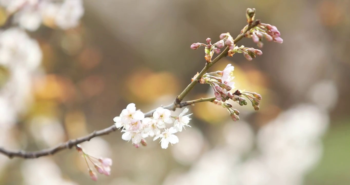 樱桃花开视频下载