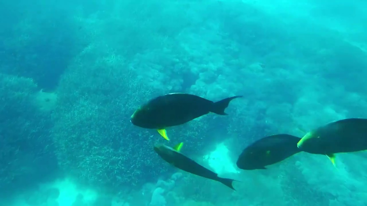 海洋馆海底世界-水族馆里游泳的热带鱼群视频素材