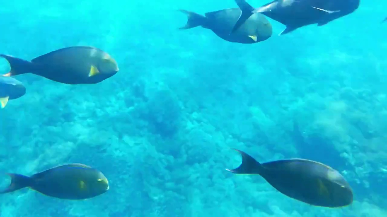 海洋馆海底世界-水族馆里游泳的热带鱼群视频素材