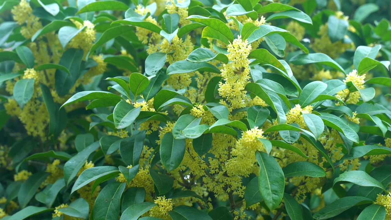 桂花树黄色桂花蜜蜂视频素材