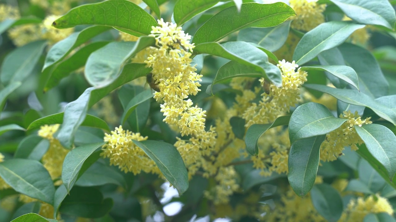 桂花树黄色桂花蜜蜂视频下载