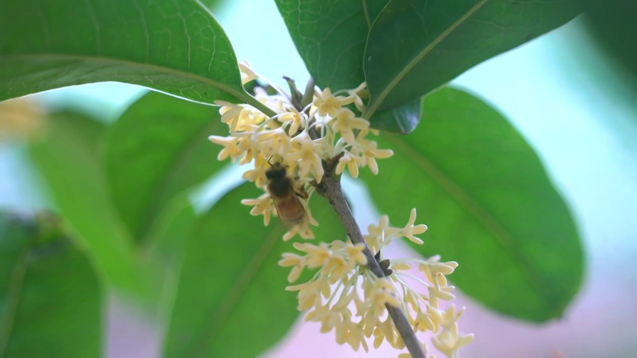 桂花树黄色桂花蜜蜂视频下载