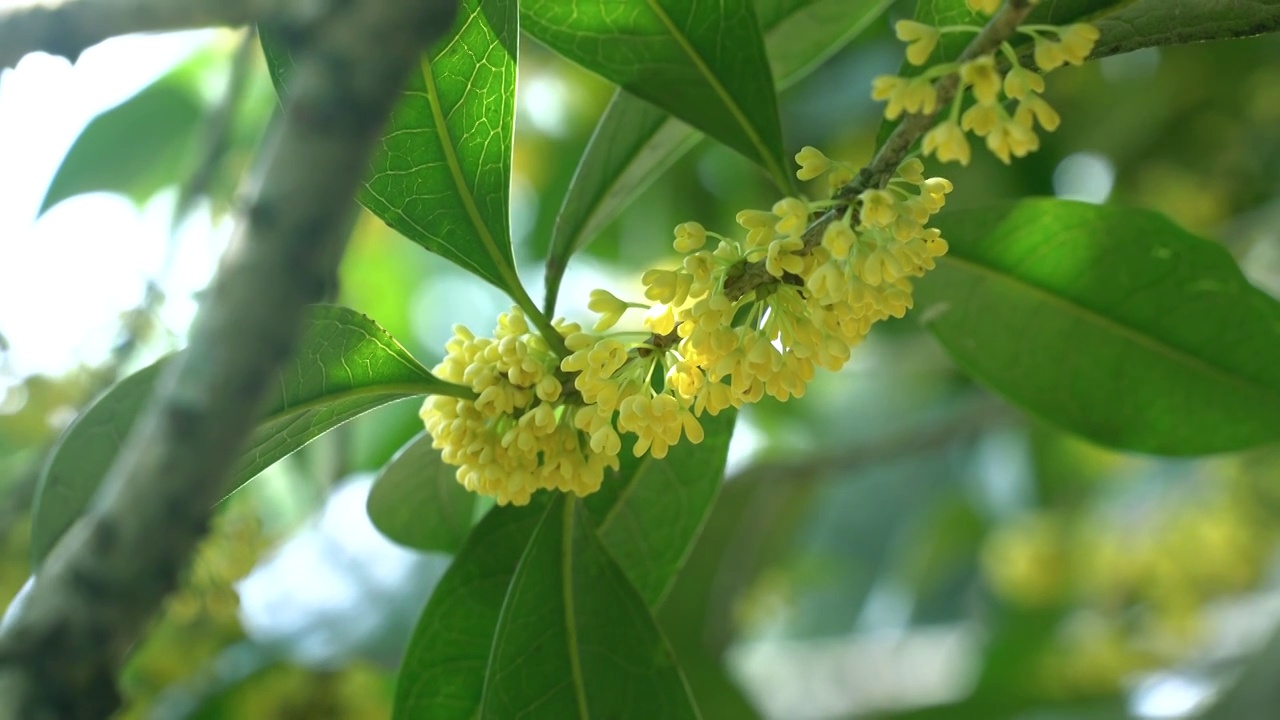 金黄色的桂花视频素材