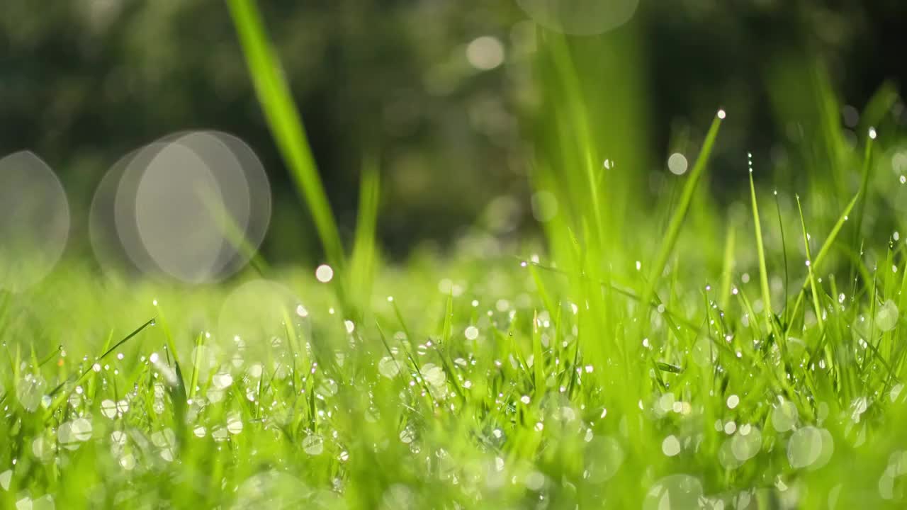 阳光下逆光中带着水珠的小草视频素材