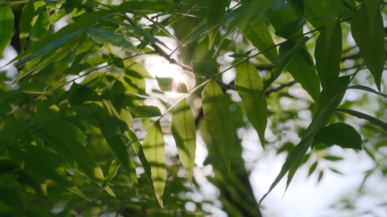 阳光下的森林树叶透光光晕视频下载