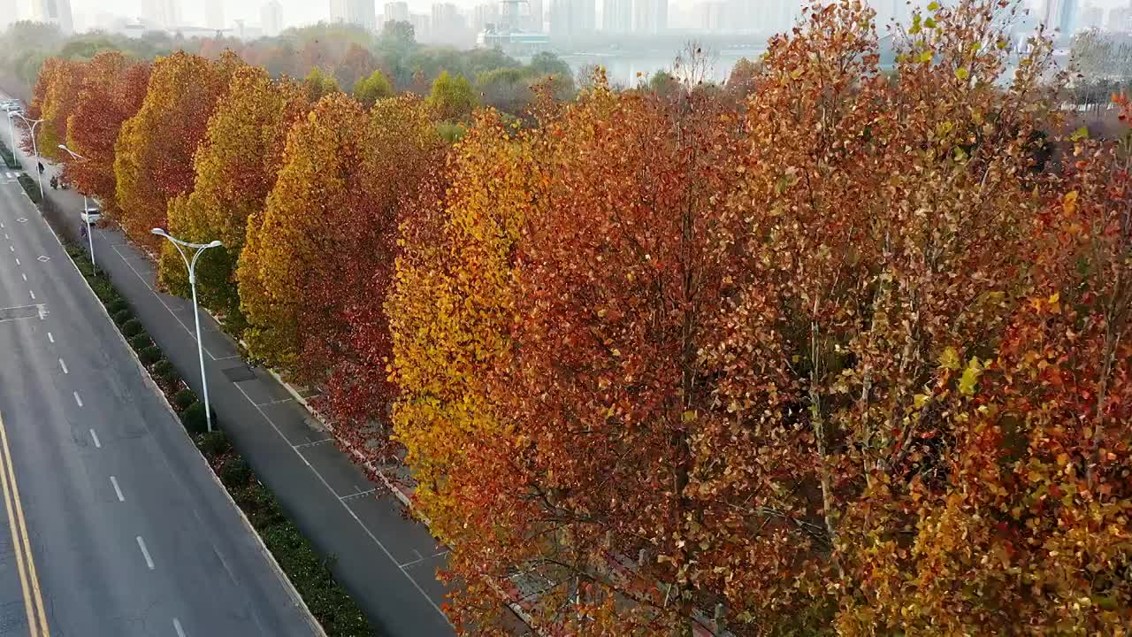 秋季城市道路航拍视频素材