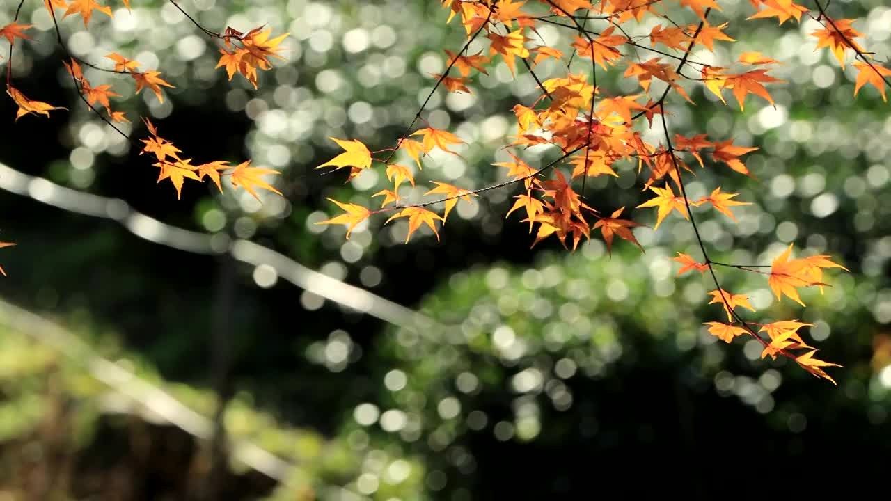 冬天的枫视频素材