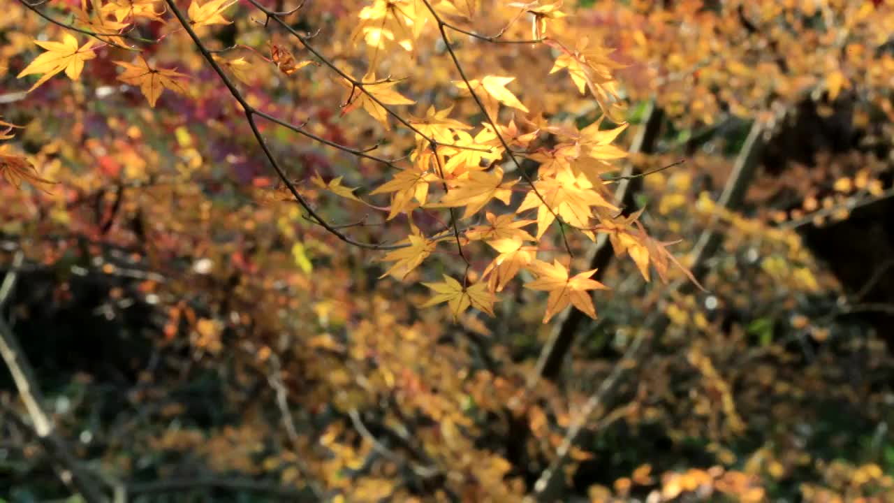 冬天的枫视频素材