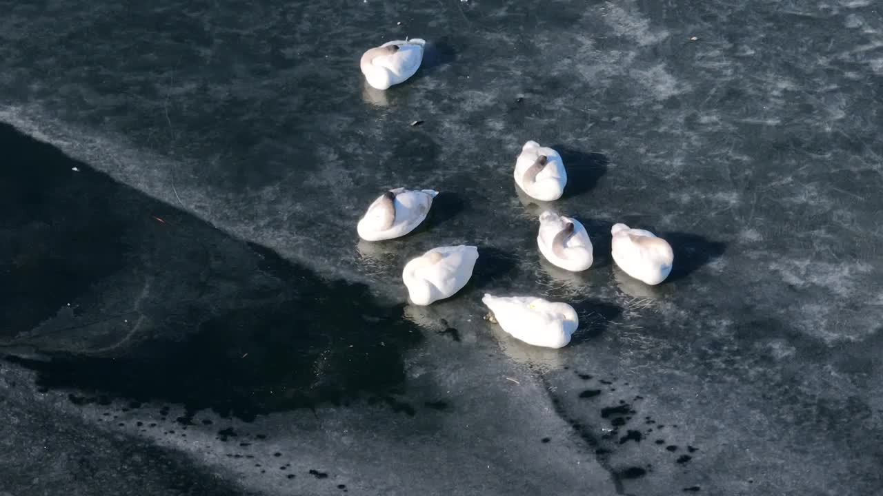 北京怀柔水库冬天大天鹅栖息视频素材