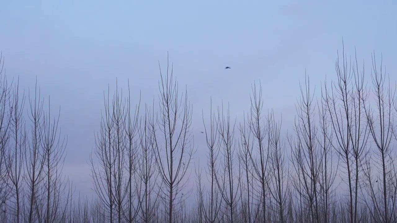 4K北方冬天树林上空飞过的喜鹊视频素材