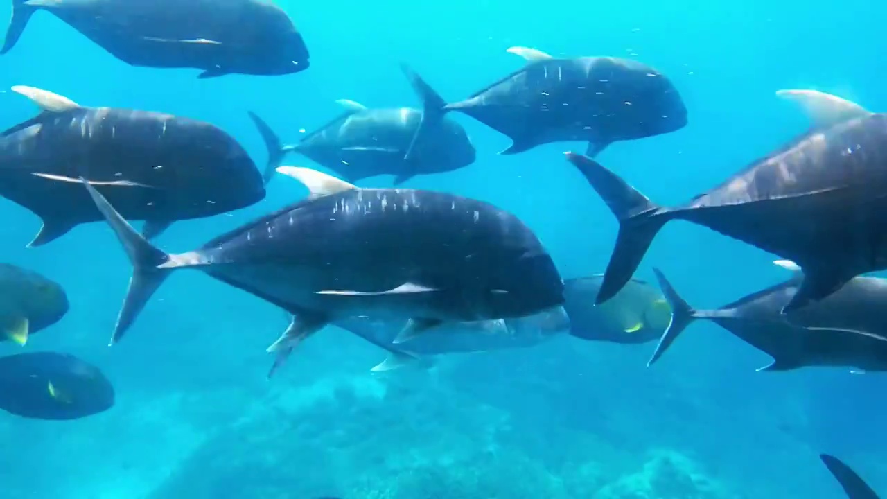 【合集】海底世界-水族馆里游泳的热带鱼群（合集）视频素材