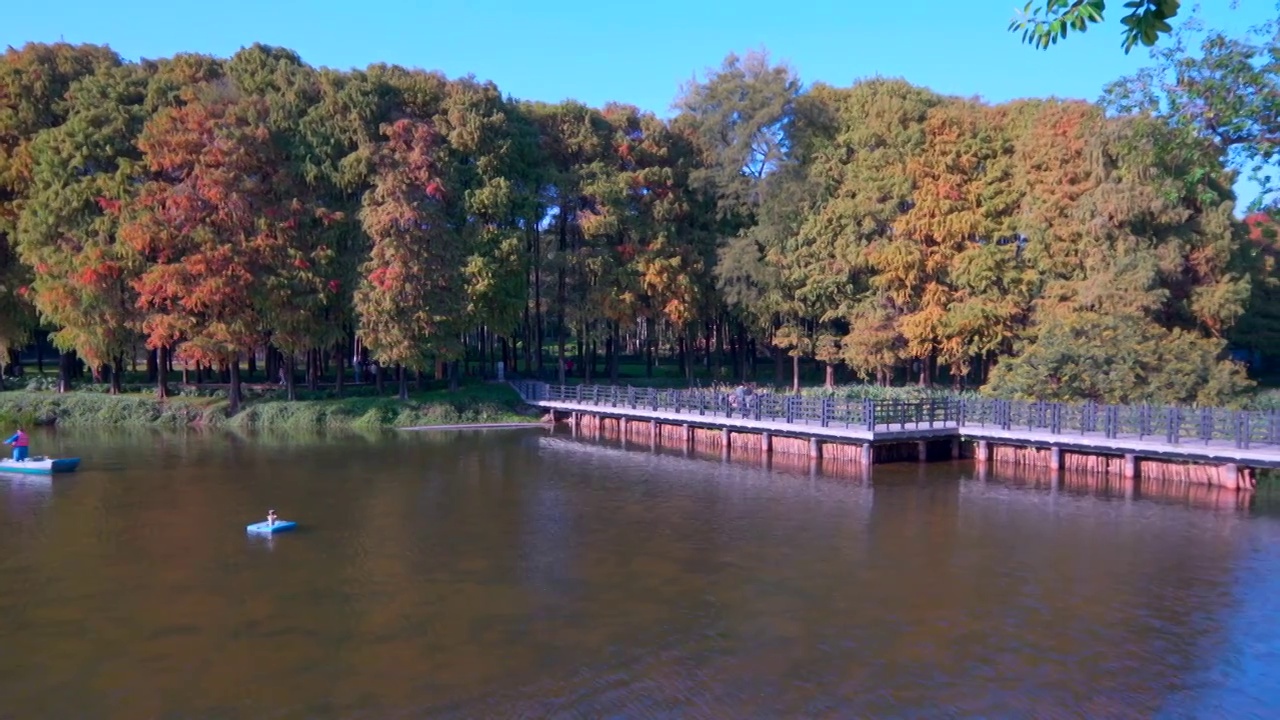 广州麓湖公园湖岸落羽杉红黄叶秋景风光视频素材