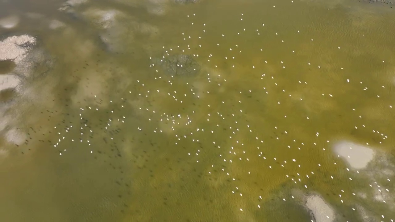 江苏盐城条子泥湿地景区的候鸟群视频素材