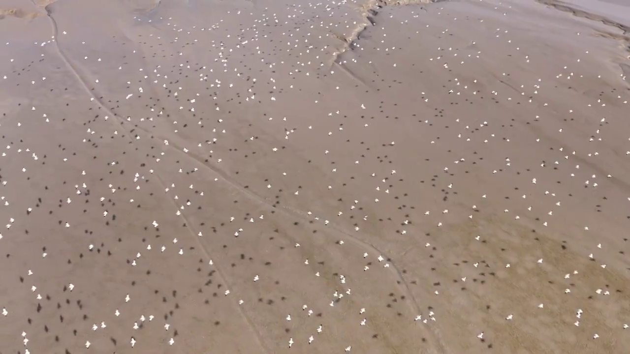 江苏盐城条子泥湿地景区的候鸟群视频素材