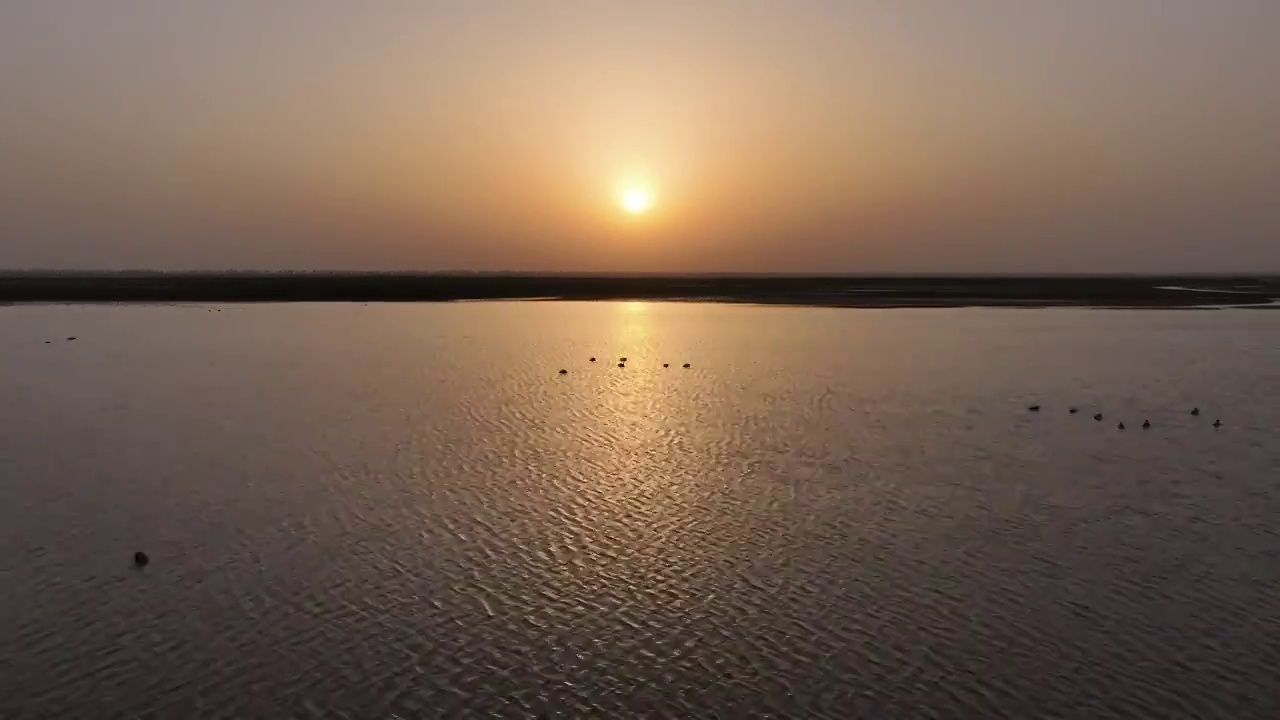 江苏盐城条子泥湿地景区的候鸟群视频素材