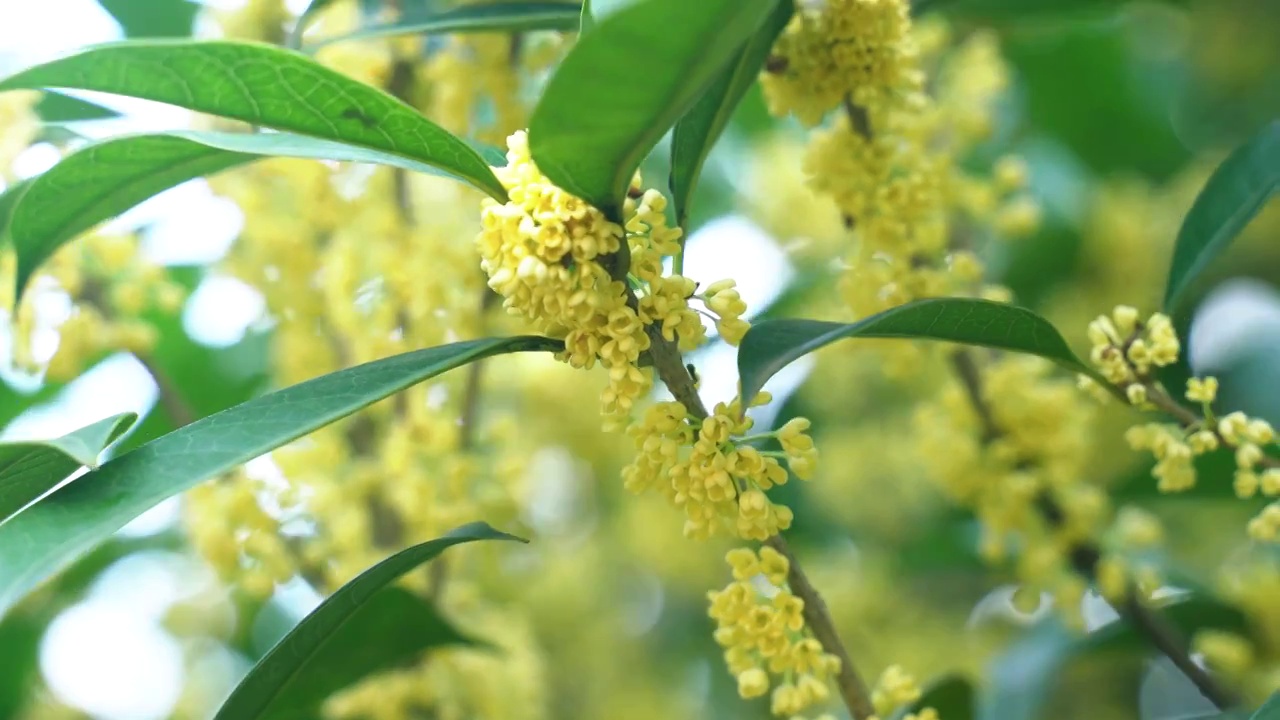 盛开的黄色桂花视频素材