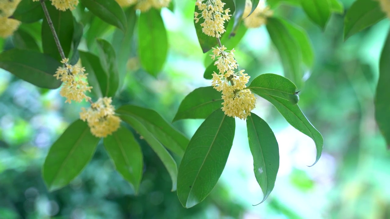 盛开的黄色桂花视频素材