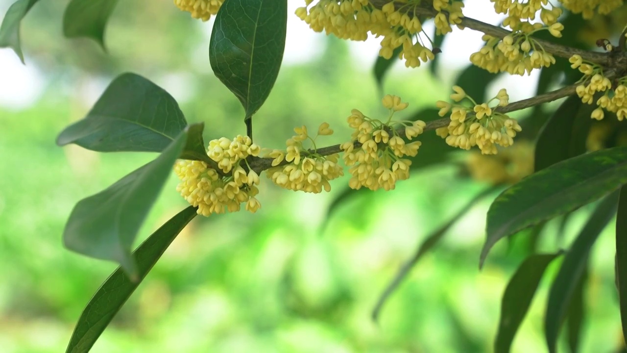 盛开的黄色桂花视频素材