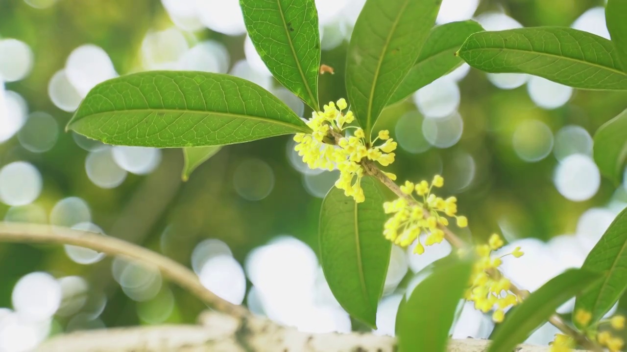 盛开的黄色桂花视频下载