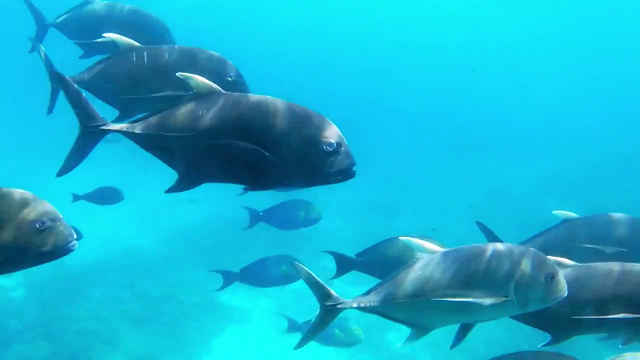 海洋馆海底世界-水族馆里游泳的热带鱼群视频素材