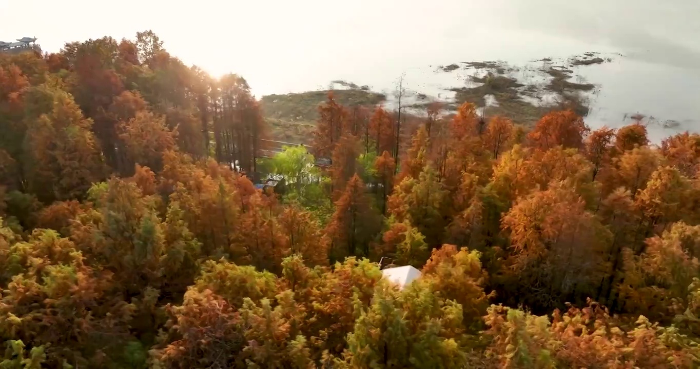 秋天的青山湖森林视频素材