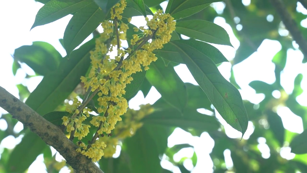 盛开的桂花视频下载