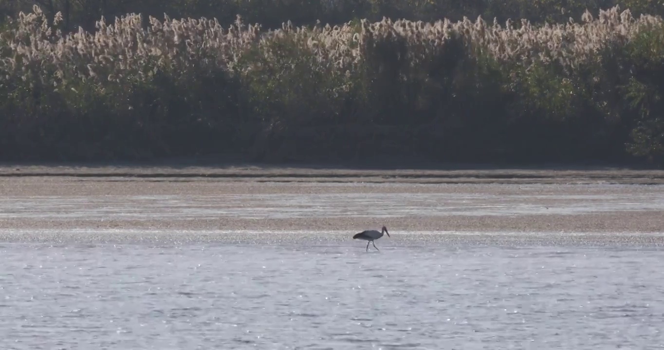 江边滩涂湿地候鸟水鸟生态保护空镜视频素材