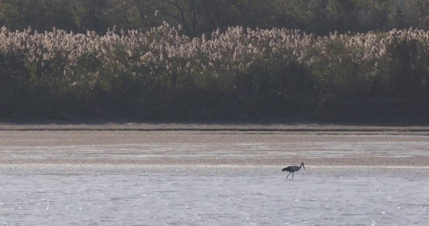 江边滩涂湿地候鸟水鸟生态保护空镜视频素材