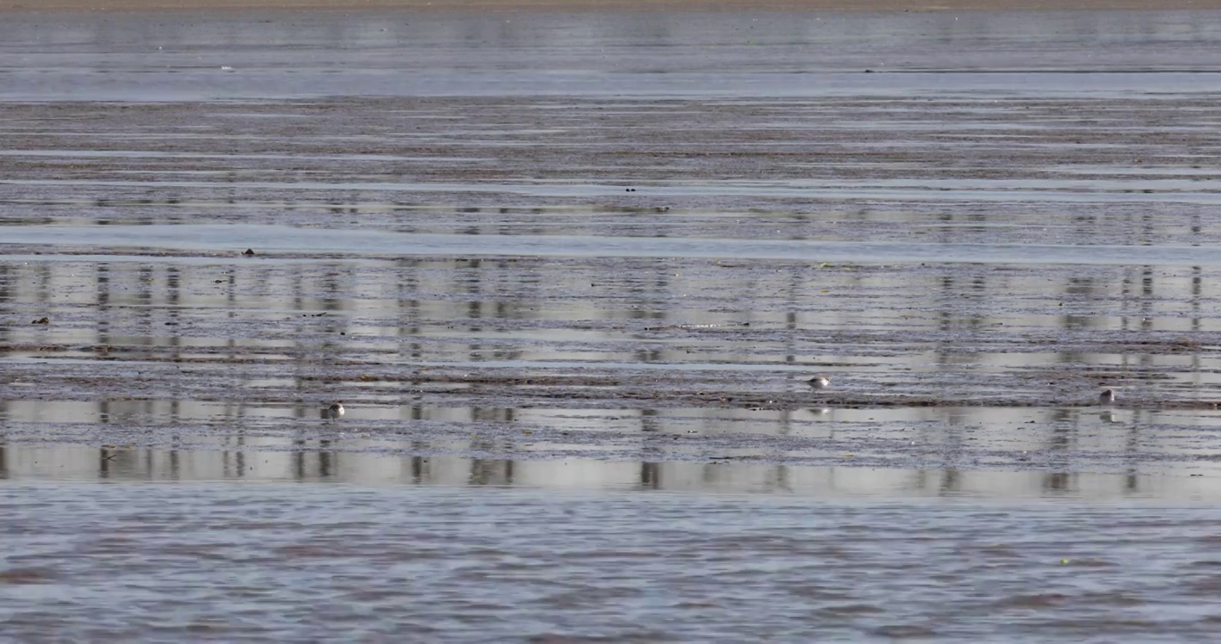 江边滩涂湿地候鸟水鸟生态保护空镜视频素材