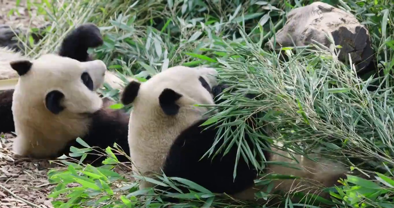 两只可爱的国宝吃竹子的大熊猫特写视频素材