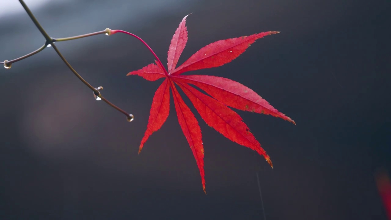 雨中的红色枫树叶视频素材