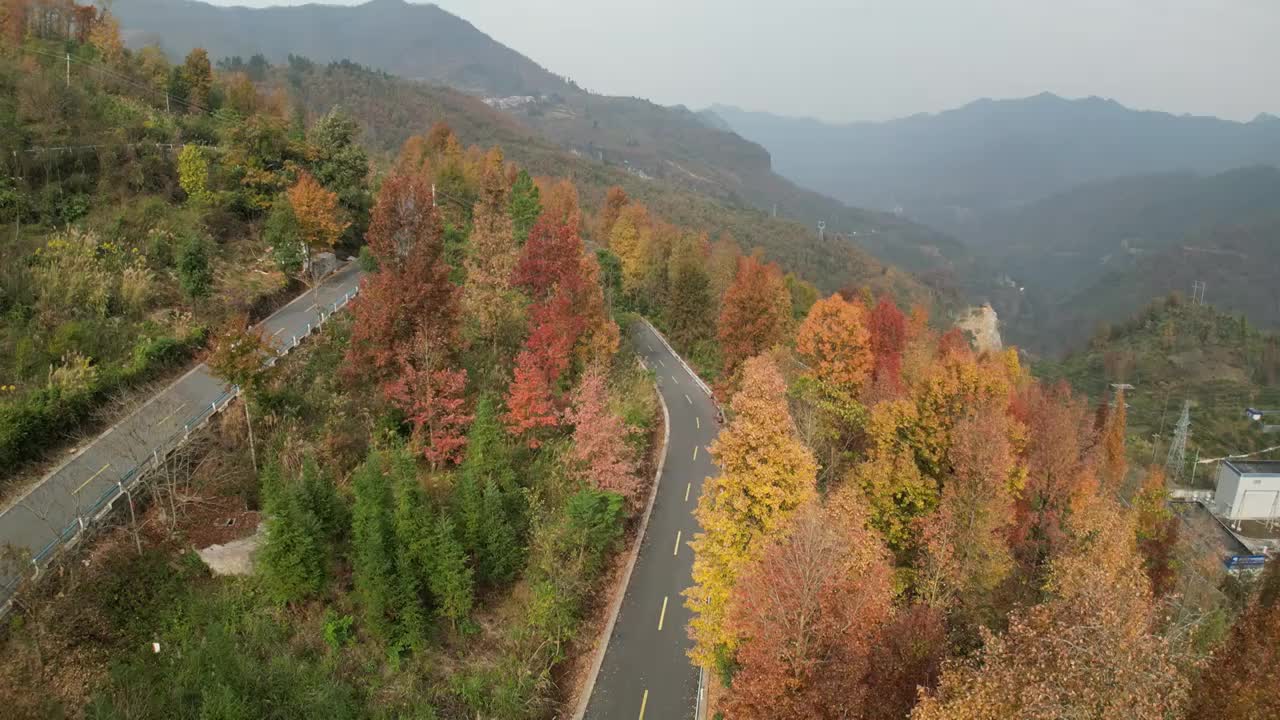 贵州省黔西南布依族苗族自治州望谟县石屯镇坡毛村，每年冬至后这里的古枫林才绽放姹紫嫣红。视频素材