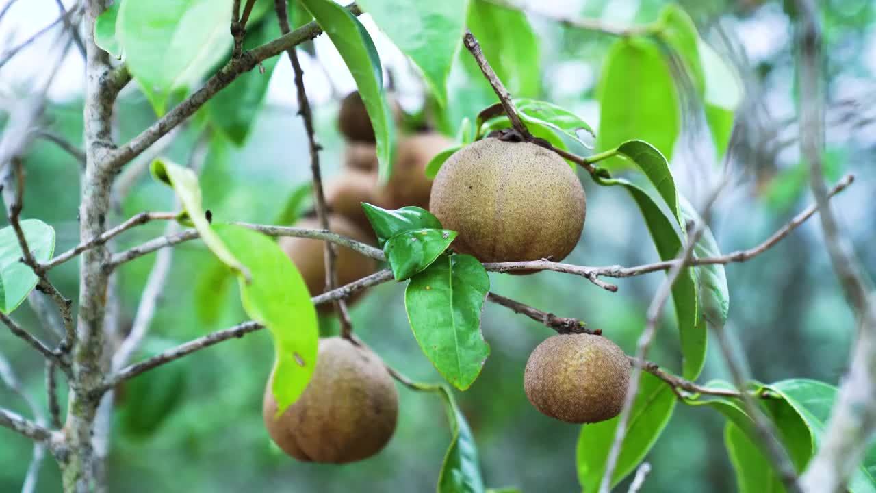 茶油高山茶籽果树种植基地多大颗山茶花乡村视频素材