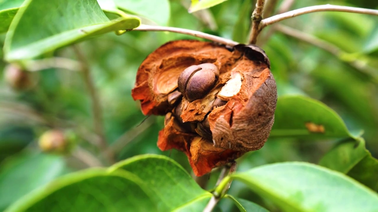 茶籽茶油果树种植基地多大颗山茶花绿叶特写视频素材