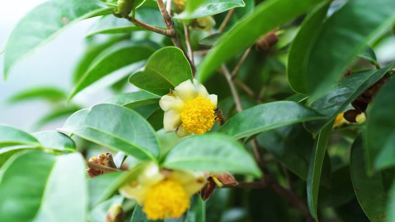 山茶花蜜蜂采蜜茶油高山茶籽果树种植多大颗视频素材