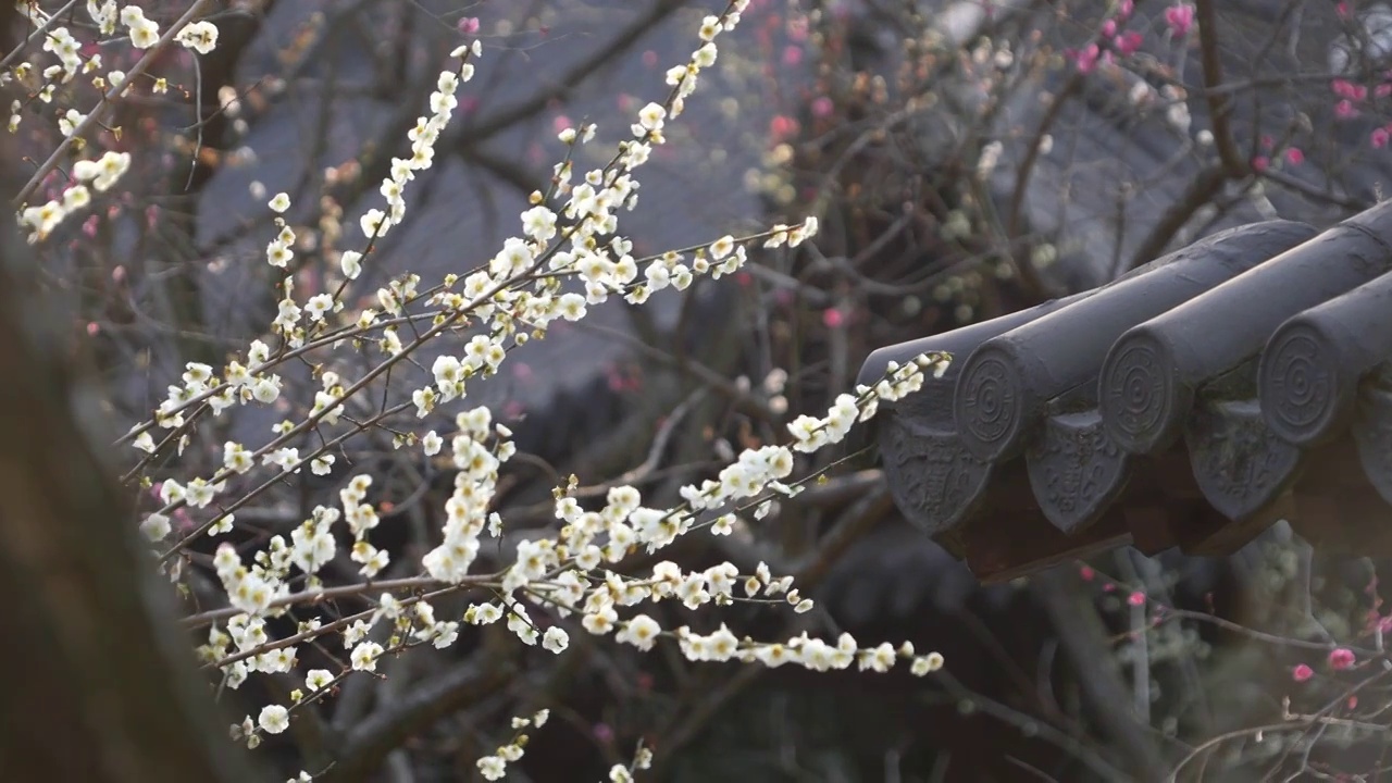 中式古典园林中梅花盛开视频素材