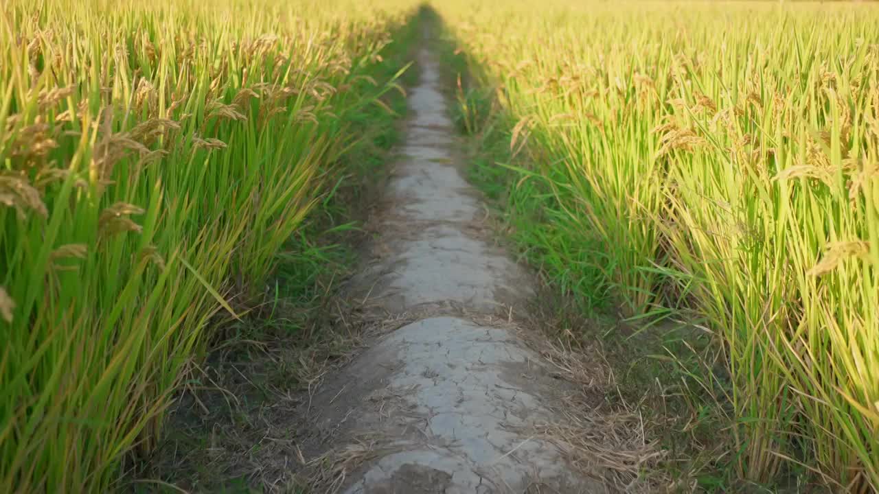 秋季稻田视频素材