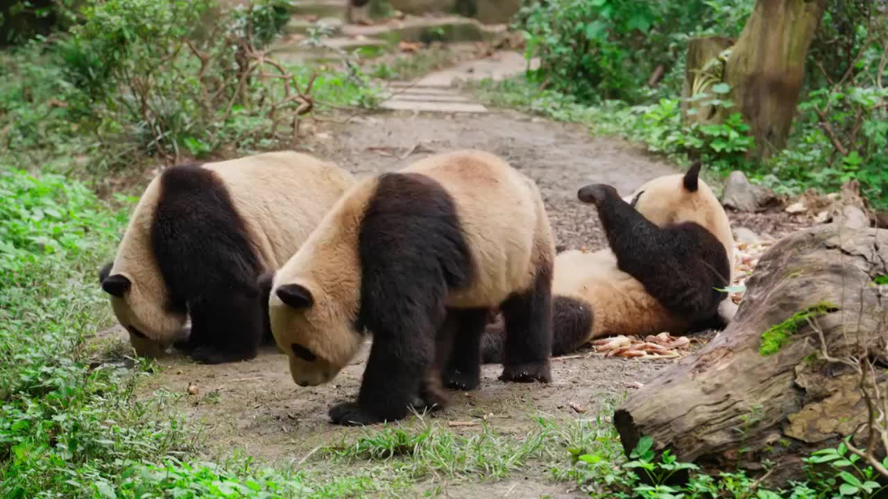 大熊猫吃竹笋特写视频素材