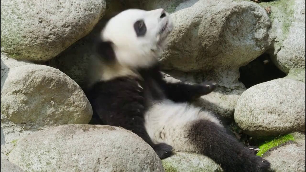 可爱的大熊猫幼崽特写视频素材