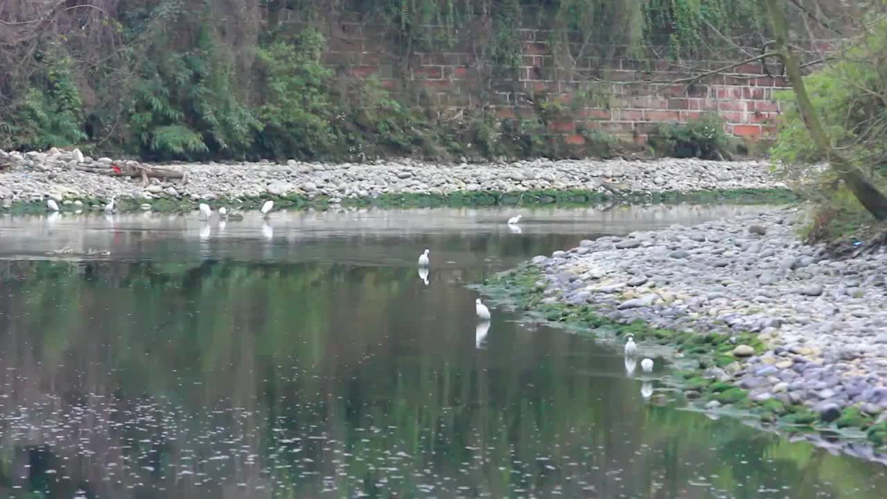 四川省成都市温江区江安河冬天傍晚河水中捕食的白鹭视频素材