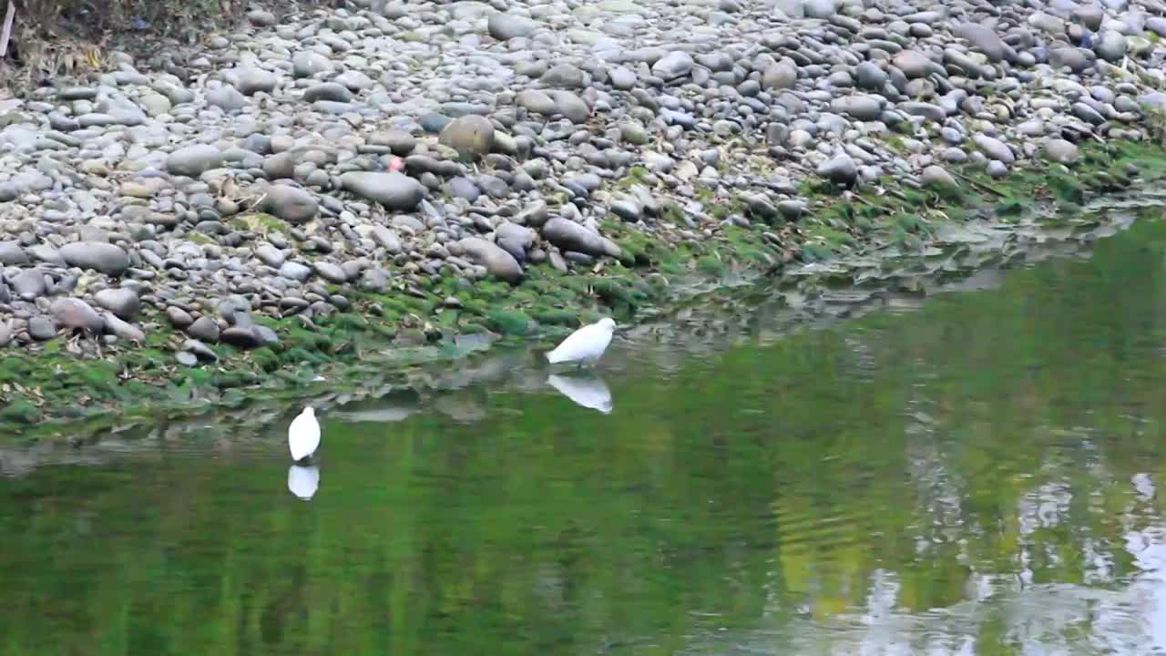 四川省成都市温江区江安河冬天傍晚河水中捕食的白鹭视频素材